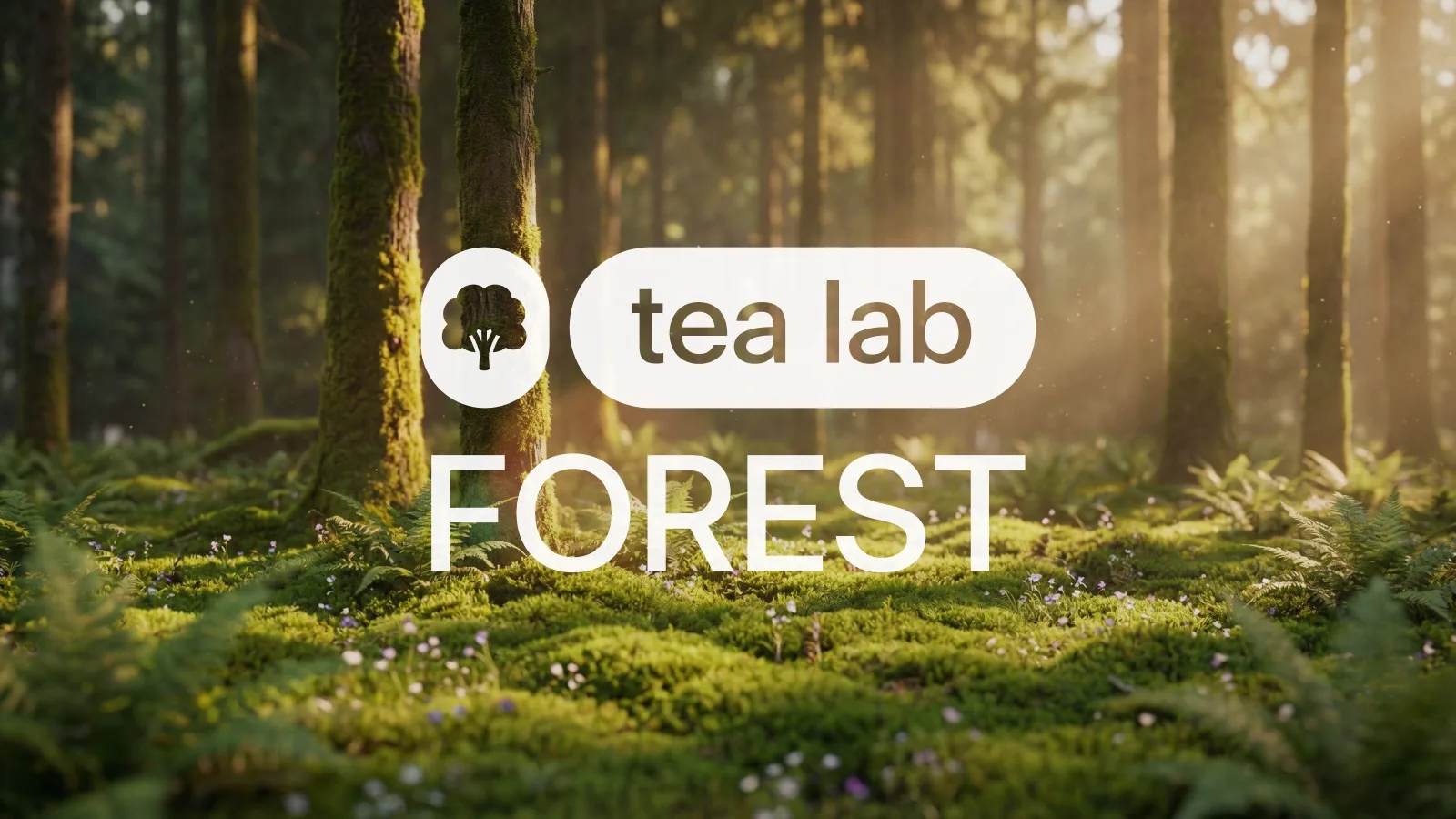 Forest world — green, shaded, quiet; matcha & green teas